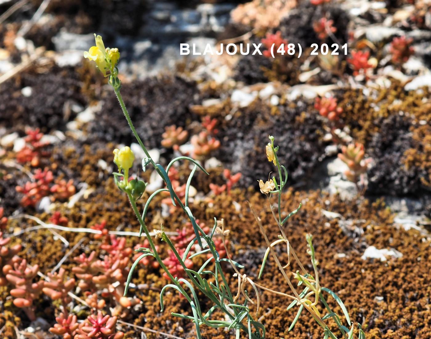 Toadflax, Simple plant